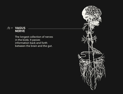 What is the Vagus Nerve & How Does it Connect to Our Gut?